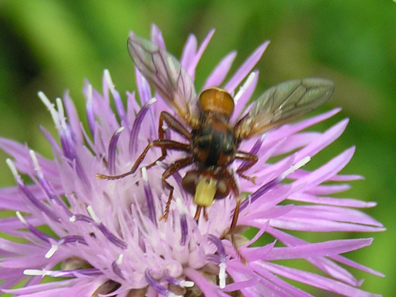 ID: Conopidae: Sicus sp.