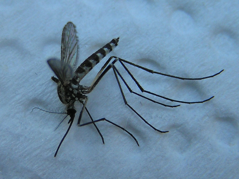 Zanzara del Val Serenaia (LU) - Apuane: Aedes