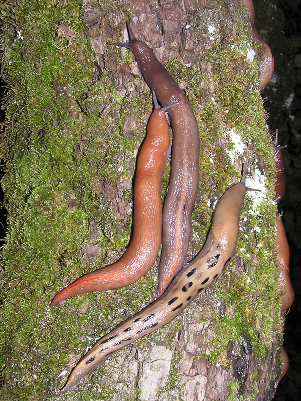 Limax dal Monte Serra (PI)