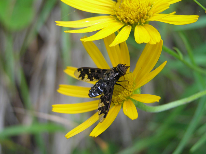 Exoprosopa jacchus Fabricius 1805 (Bombyliidae)