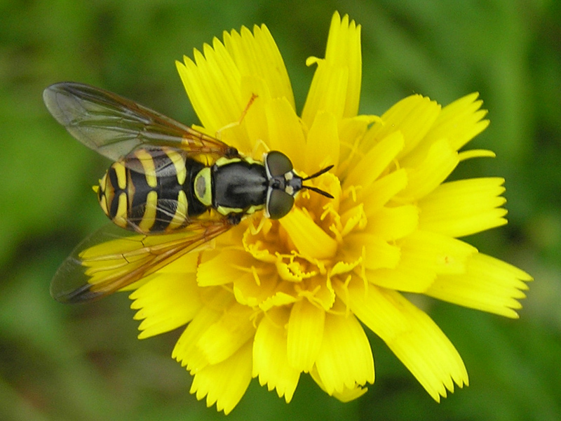 Syrphidae dal nord e sud degli Alpi