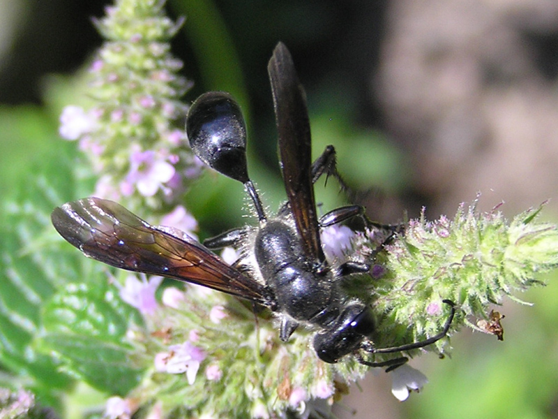 ID prego: Isodontia mexicana (Saussure 1867)