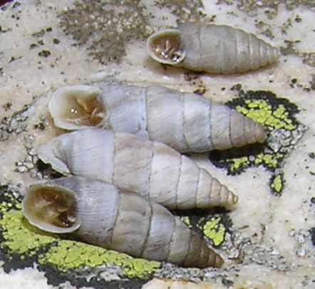 Due Chondrinidae da Altagnana (Massa)