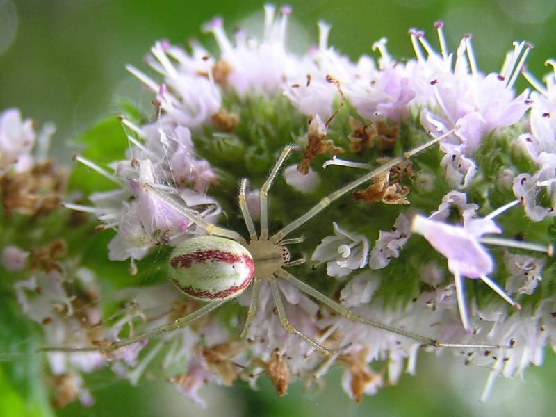 Enoplognatha sp.