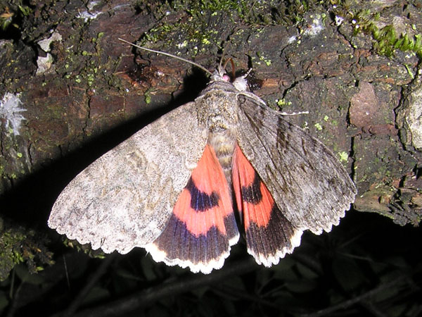 identificazione farfalla