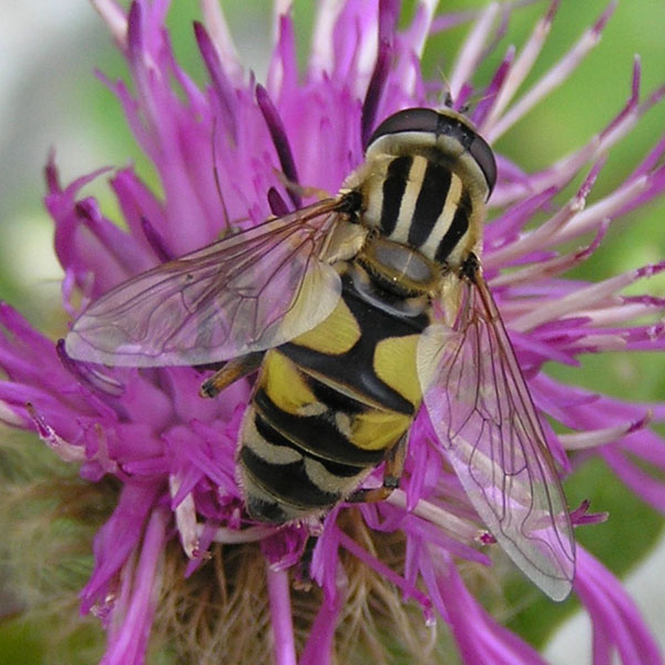 Syrphidae dal nord e sud degli Alpi