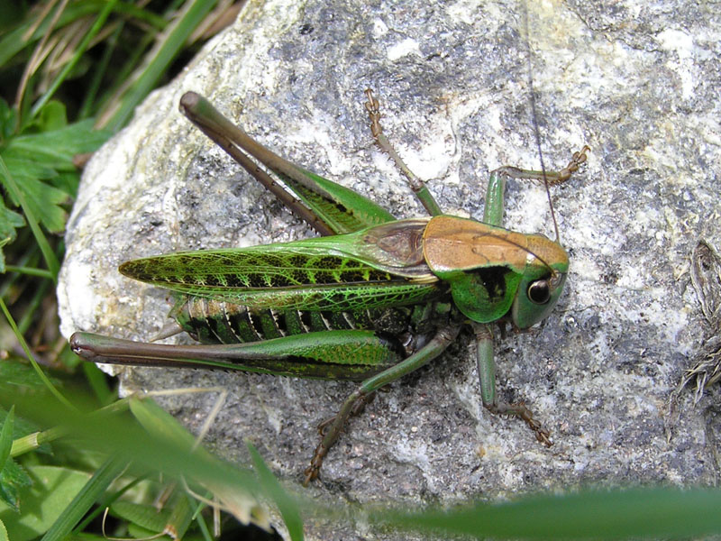 Cavaletta da Austria Vorarlberg: Decticus verrucivorus