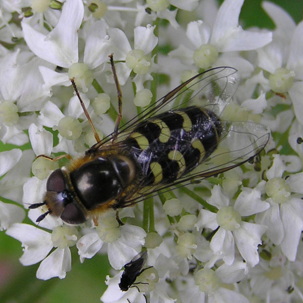 Syrphidae dal nord e sud degli Alpi