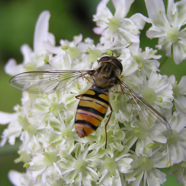 Syrphidae dal nord e sud degli Alpi