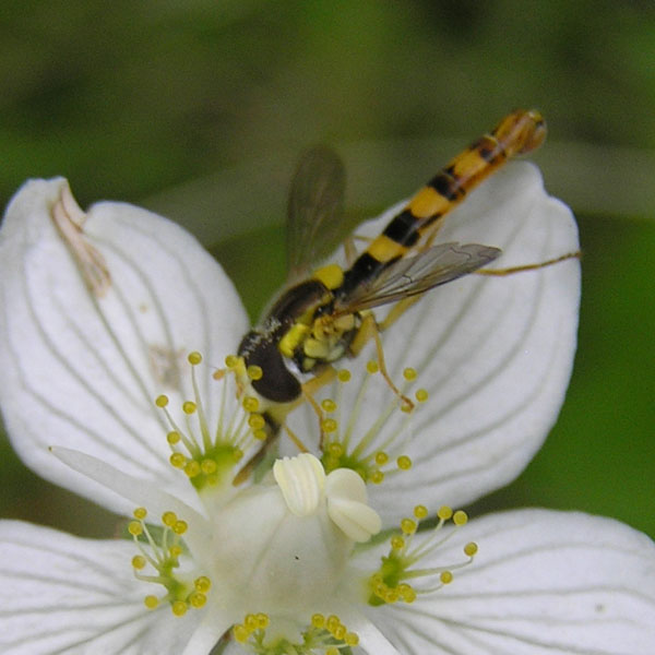 Syrphidae dal nord e sud degli Alpi