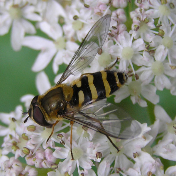 Syrphidae dal nord e sud degli Alpi