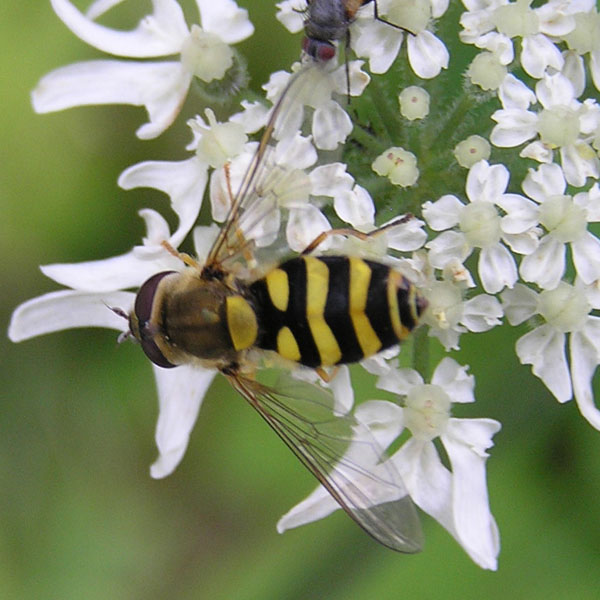 Syrphidae dal nord e sud degli Alpi