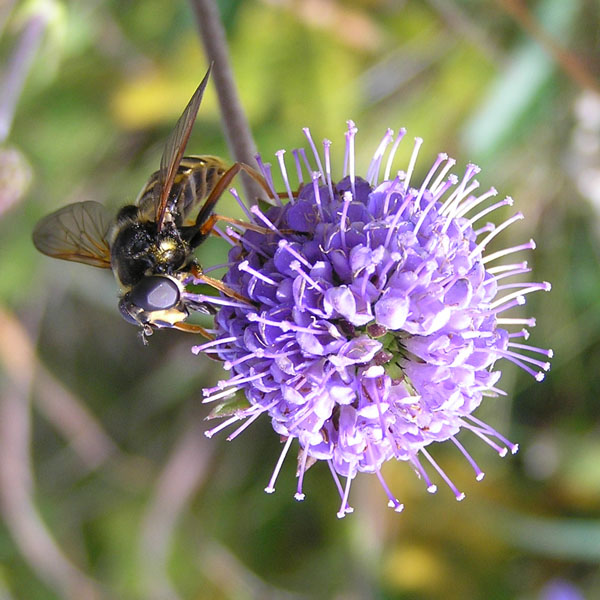 Syrphidae dal nord e sud degli Alpi