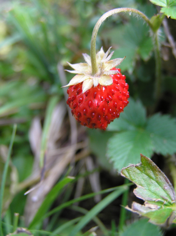 Fragaria vesca