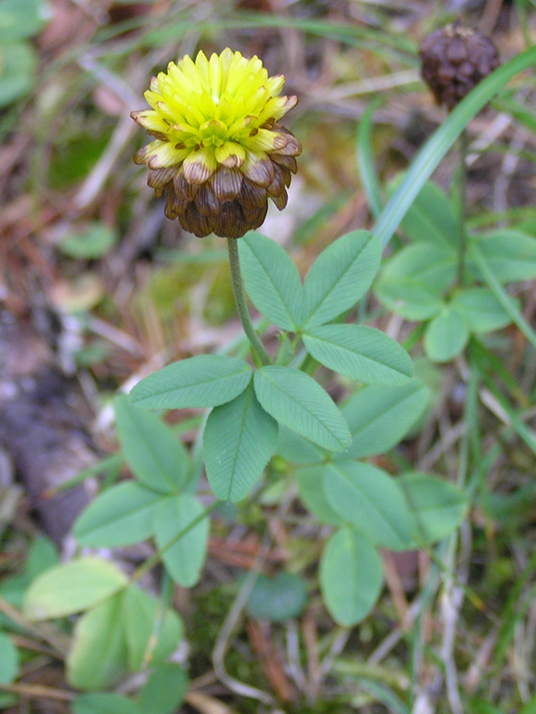 Trifolium badium Schreber 1804