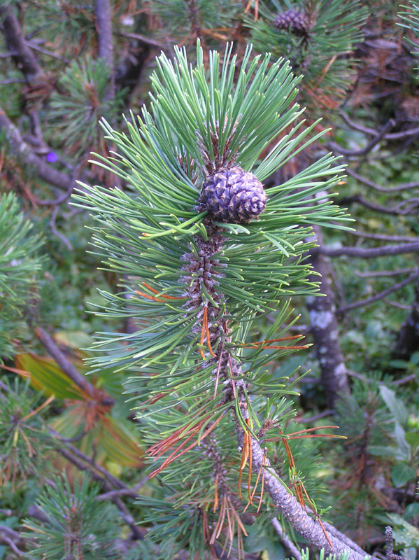 Pinus mugo mugo e Pinus mugo uncinata