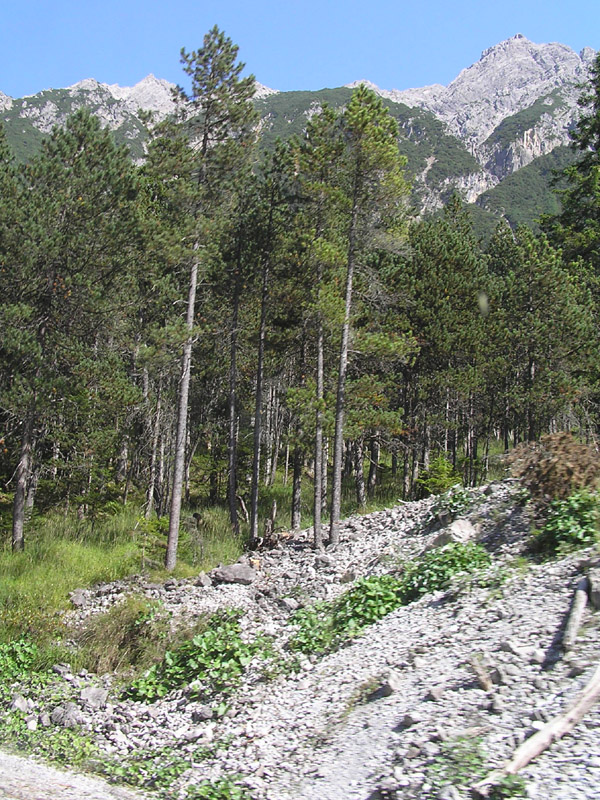 Pinus mugo mugo e Pinus mugo uncinata