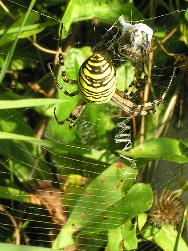 Argiope bruennichi Scopoli 1772