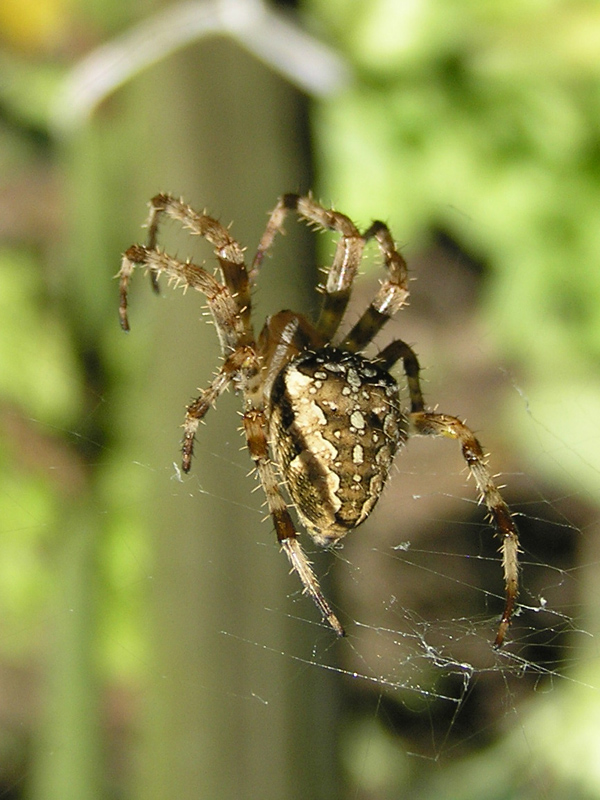 Araneus diadematus Clerck 1757