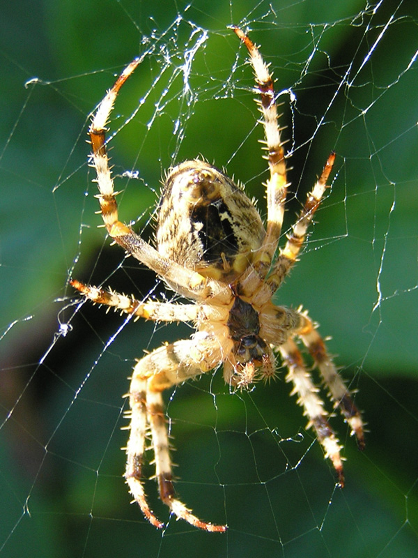 Araneus diadematus Clerck 1757