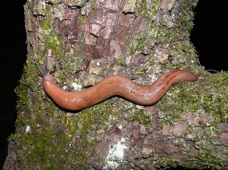 Limax dal Monte Serra (PI)