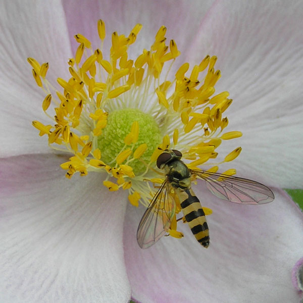 Syrphidae dal nord e sud degli Alpi