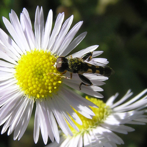 Syrphidae dal nord e sud degli Alpi