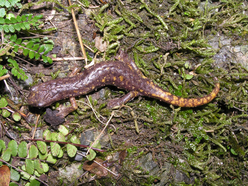 Hydromantes strinatii (Aellen 1958) da Pietrabissara (GE)