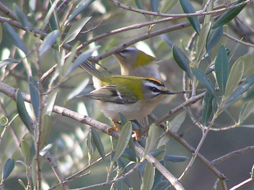 Regulus ignicapillus  (Temminck 1820) tra Savona e Albenga