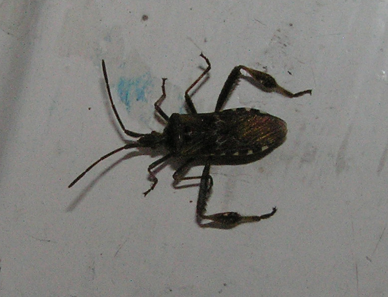 ID: Leptoglossus occidentalis Heidemann 1910