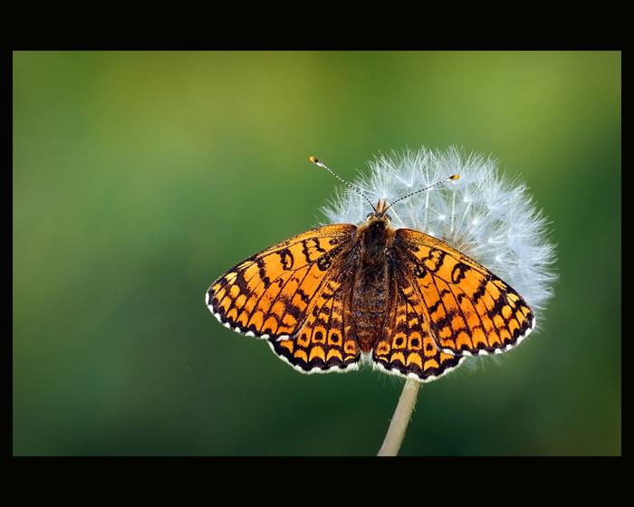 Di che melitaea si tratta.? - Melitaea cinxia