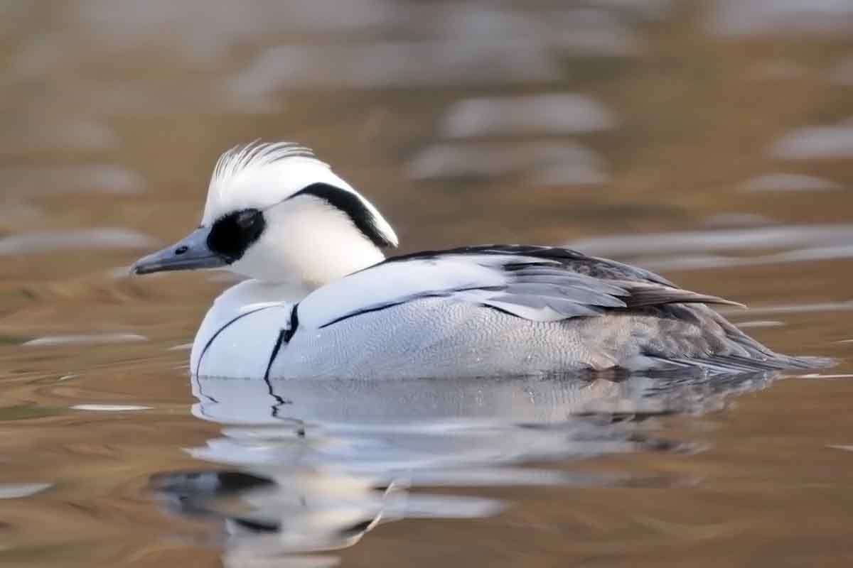 pesciaiola (Mergellus albellus)