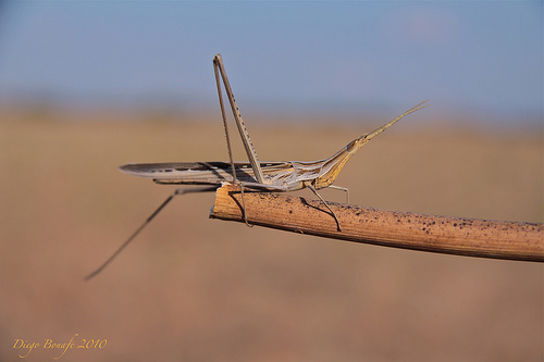 Acrida hungarica?