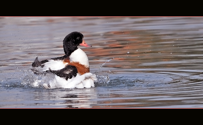 Racconigi........