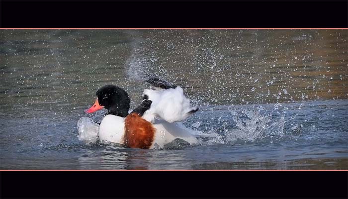 Racconigi........