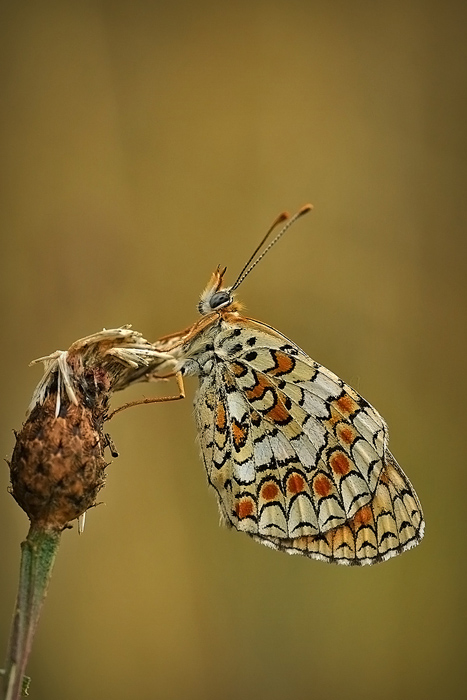 Melitaea didyma....????