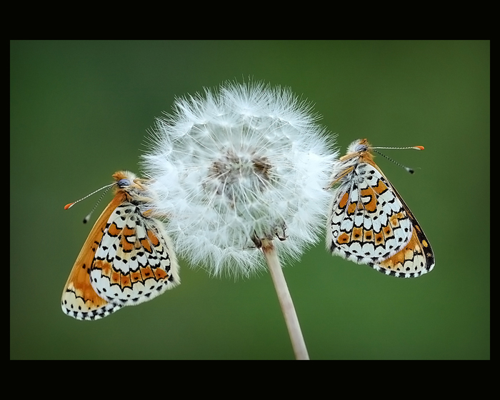 Di che melitaea si tratta.? - Melitaea cinxia