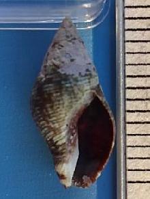 piccolo gasteropode