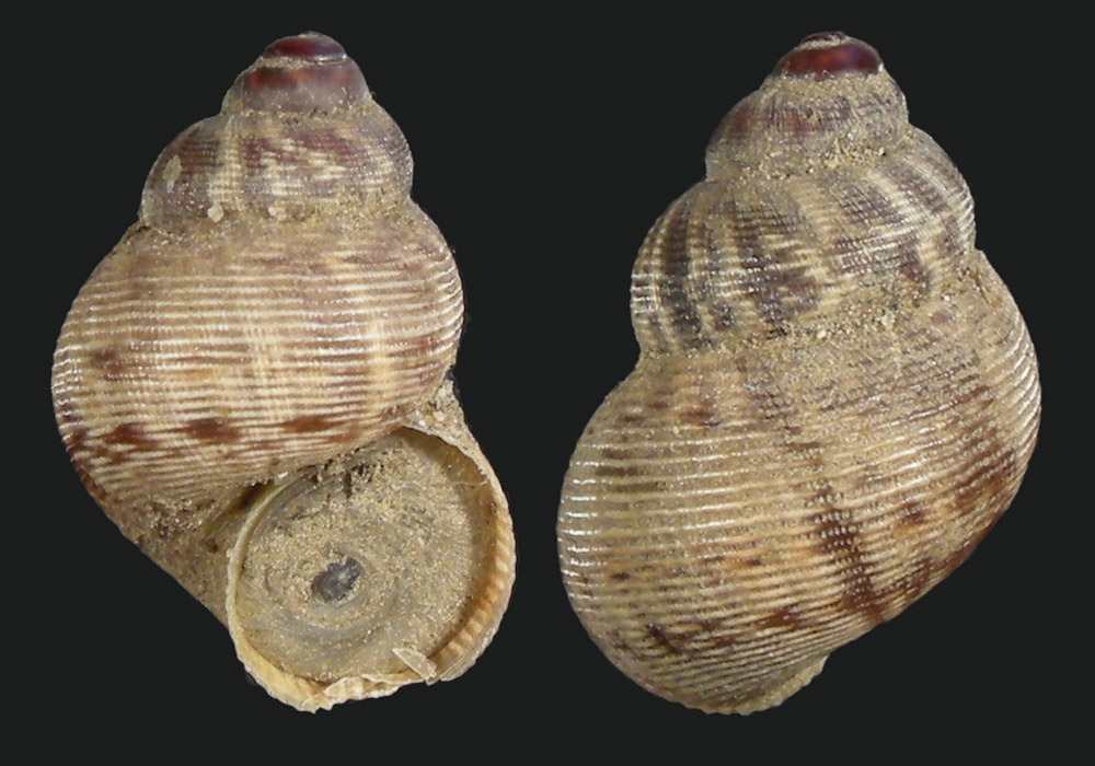 gasteropode dulciacquicolo