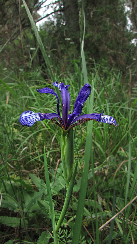 Iris lorea?