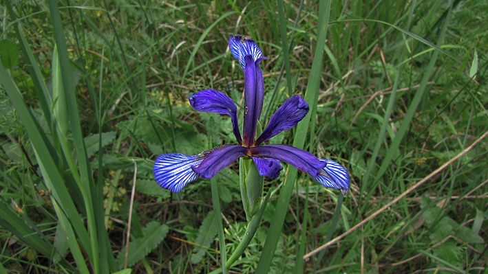 Iris lorea?