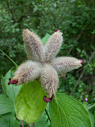 Paeonia mascula / Peonia maschio
