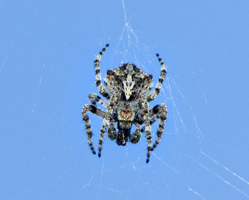 Araneus sp. (giovane)