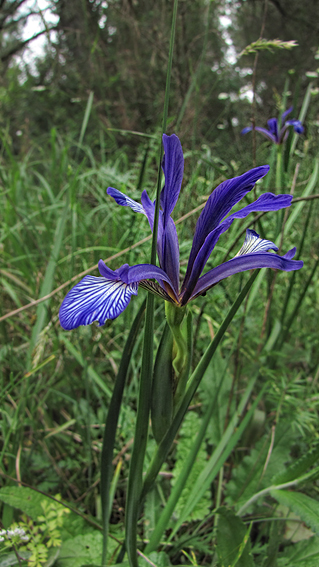 Iris lorea?