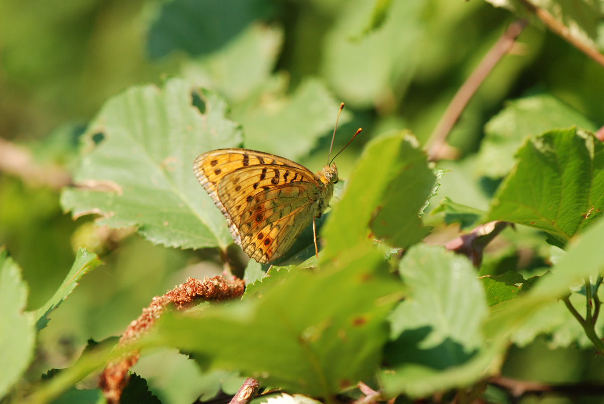 Argynnis?