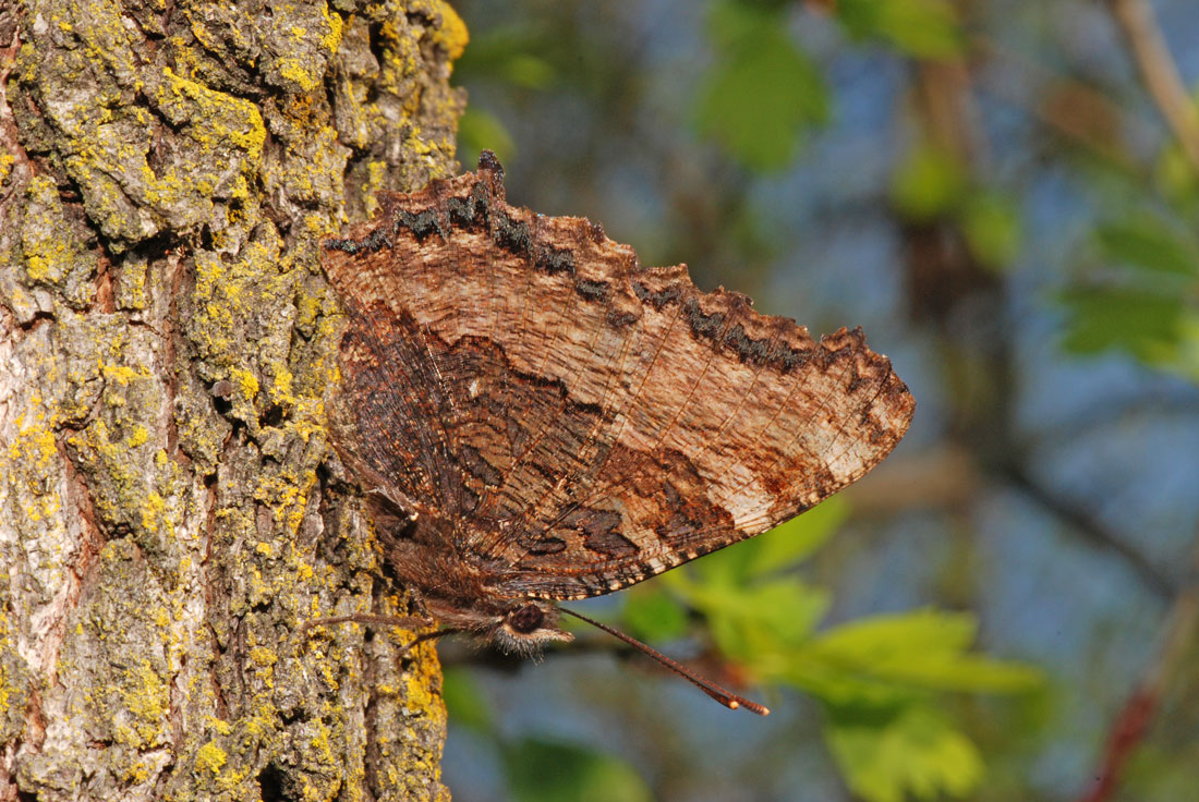 Nymphalis polychloros rovescio