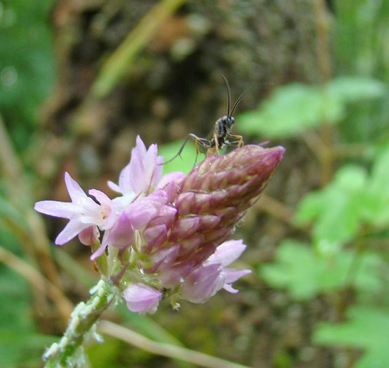 Ichneumonidae