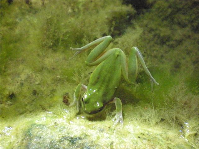 Hyla meridionalis