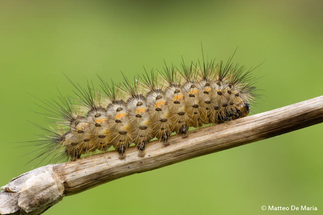 Bruchino spinoso