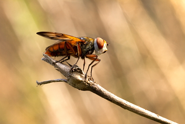 Ectophasia sp. (Tachinidae)